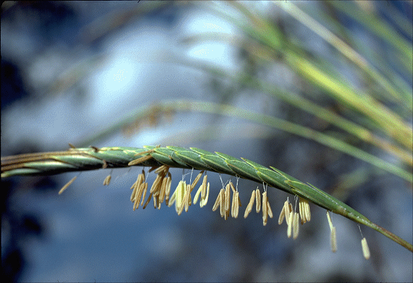 Inflorescence (photo) © ANBG photo J. Wrigley