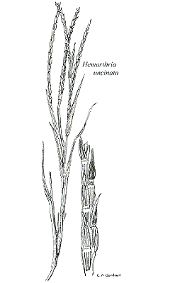 Inflorescence and details (line drawing) © Gardner 1952