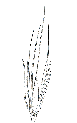 Triad of spikelets (line drawing) © Flora of Victoria pg 516