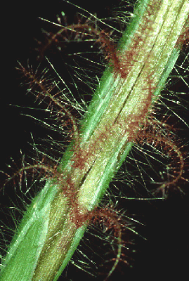 Inflorescence detail (photo) © Watson and Dallwitz 1998