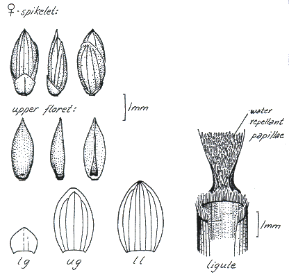 Female spikelet (line drawing) © Darwin Herbarium by Monika Osterkamp Madsen