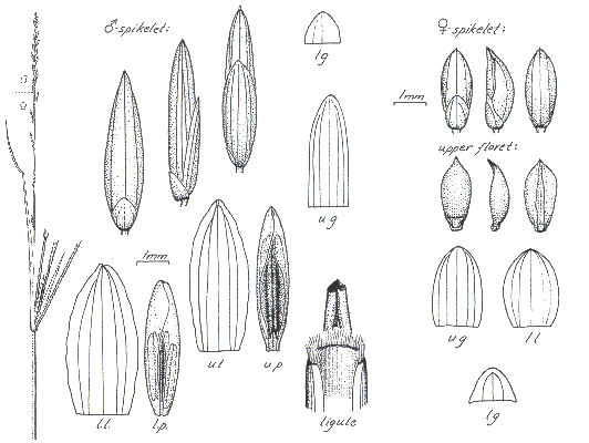 Habit and details (line drawing) © Darwin Herbarium by Monika Osterkamp Madsen