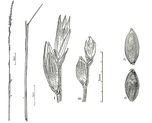 Inflorescence and details (line drawing) © Lazarides 1979b artist T.R. Binder