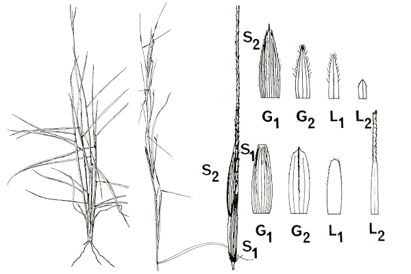 Habit and details (line drawing) © Tothill and Hacker 1983 drawn by B. Hacker