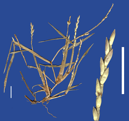 Inflorescence and detail of inflorescence (scanned specimen) © Queensland Herbarium by Will Smith