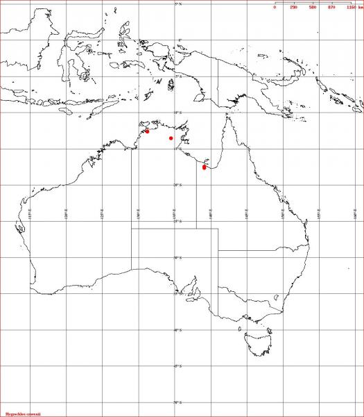 Hygrochloa cravenii Herbrecs 2011