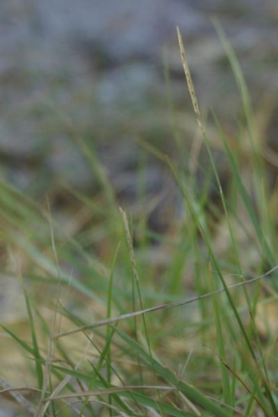 Habit B.K.Simon 4340©