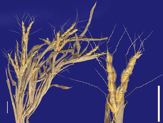 Inflorescence and detail of inflorescence (scanned specimen) © Queensland Herbarium Ischaemum rugosum var. segetum by Will Smith