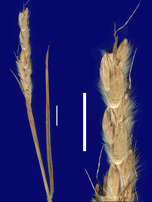 Inflorescence and detail of inflorescence (scanned specimen) © Queensland Herbarium by Will Smith Ischaemum australe var. villosum