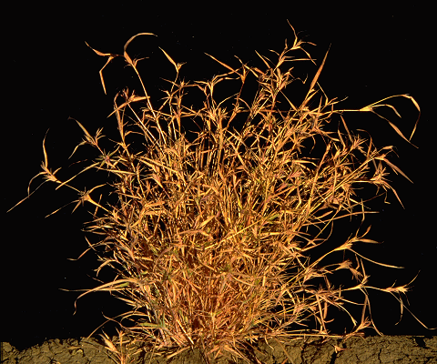 Habit (photo) © E.Anderson