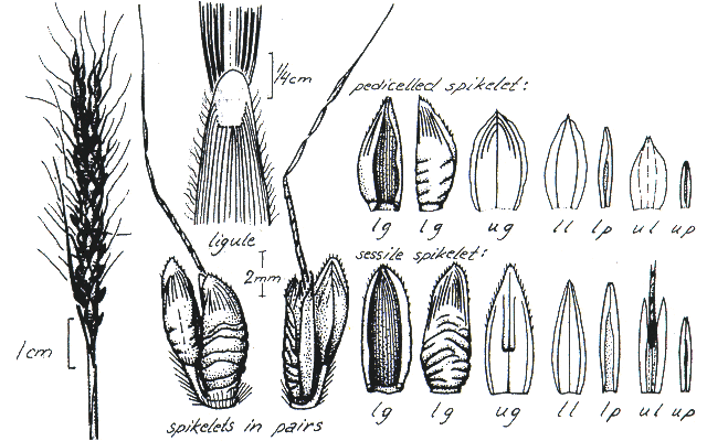 Habit and details (line drawing) © Darwin Herbarium by Monika Osterkamp Madsen