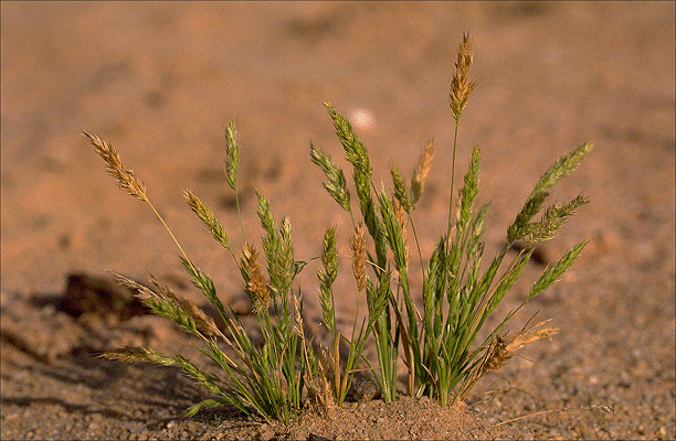 Habit (photo) © S. Jacobs
