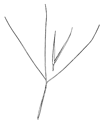 Spikelet (line drawing) © Simon 1992 by Will Smith