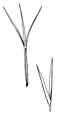 Spikelet (line drawing) © Simon 1992 by Will Smith