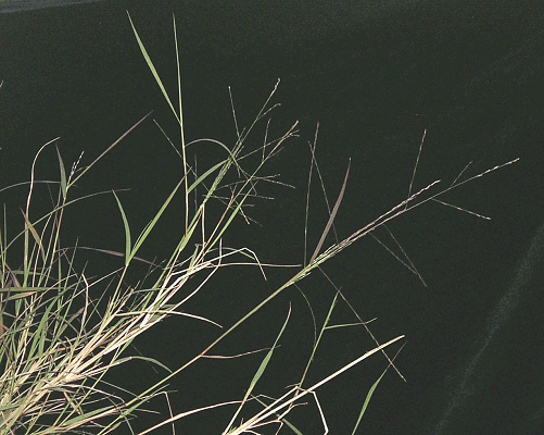 Inflorescence (photo) © Queensland Herbarium by D. Sharp Courtesy of the Toowoomba Field Naturalist Club