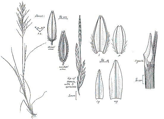 Habit and details (line drawing) © Darwin Herbarium by Monika Osterkamp Madsen