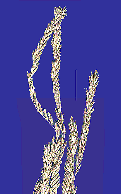 Inflorescence (scanned specimen) © Queensland Herbarium by Will Smith