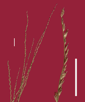 Habit (photo) Leptochloa fusca subsp. uninervia © D. Albrecht