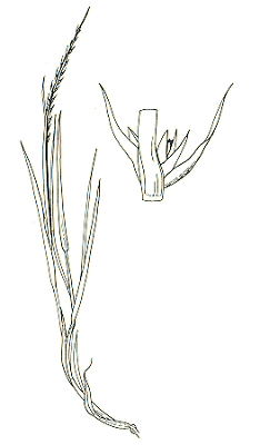 Habit and part of inflorescence (line drawing) © Australian Biological Resources Study drawing by Enid Mayfield