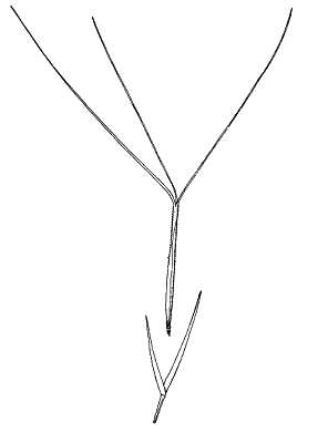 Spikelet (line drawing) © Simon 1992 by Will Smith