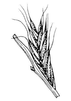 Spikelet (line drawing) © Stanley and Ross 1989