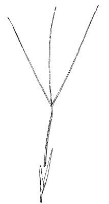 Spikelet (line drawing) © Simon 1992 by Will Smith