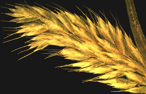 Inflorescence (photo) © Watson and Dallwitz 1998