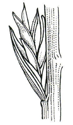 Spikelet (line drawing) © Flora of Victoria pg 406