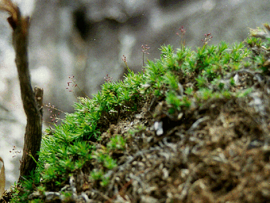 Habit with inflorescence (photo) © Bryan Simon