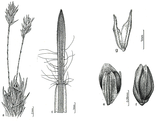 Inflorescence and details (line drawing) © Lazarides 1979a by T.R. Binder