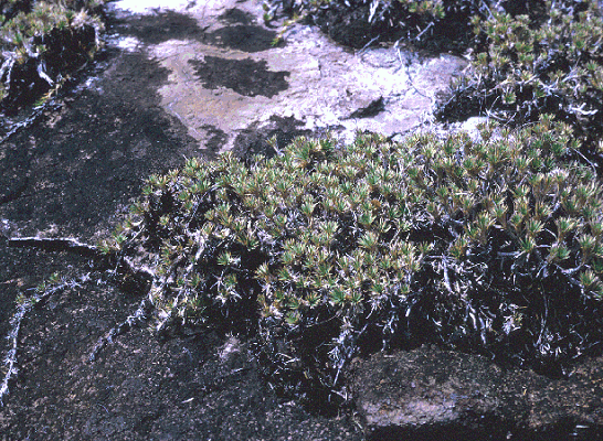 Habit (photo) © Queensland Herbarium
