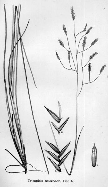 Habit and detail (line drawing) Maiden