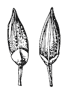 Spikelet front and back (line drawing) © Stanley and Ross 1989