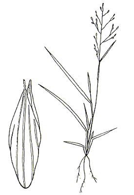 Inflorescence and spikelet (line drawing) © Australian Biological Resources Study drawing by Enid Mayfield
