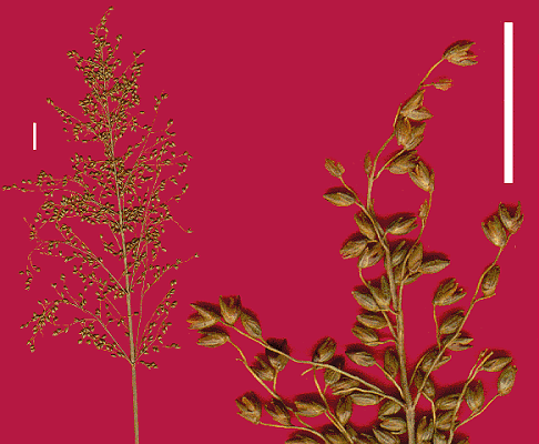 Inflorescence and detail of inflorescence (scanned specimen) © Queensland Herbarium by Will Smith