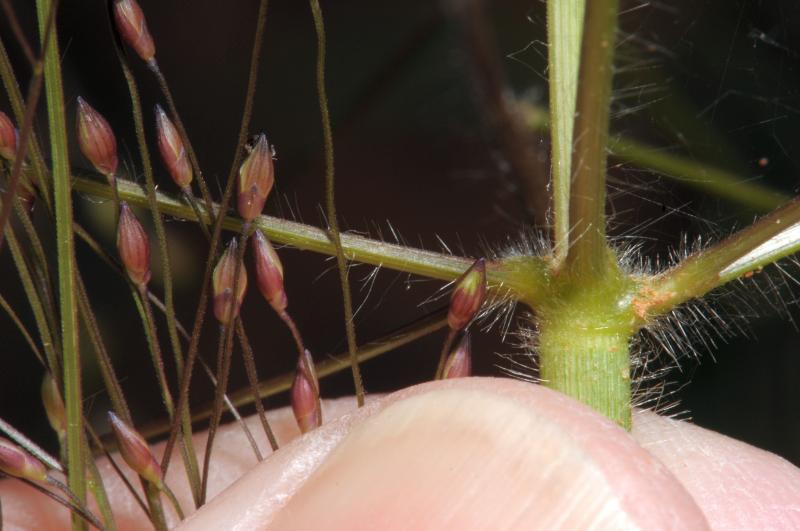 photo © J.Hosking - base of inflorescence and spikelets