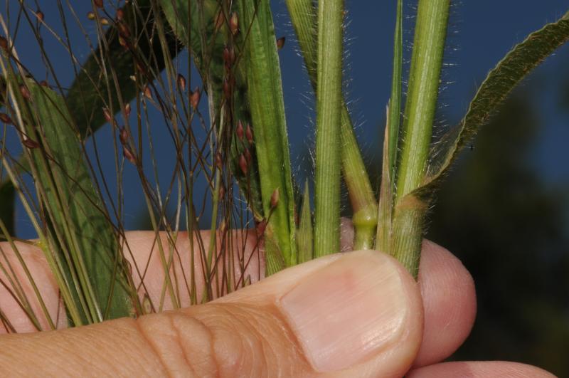 photo © J.Hosking - base of leaves and spielets