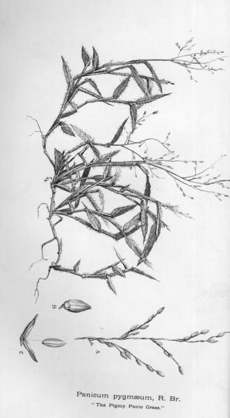 Habit and detail (line drawing) Maiden