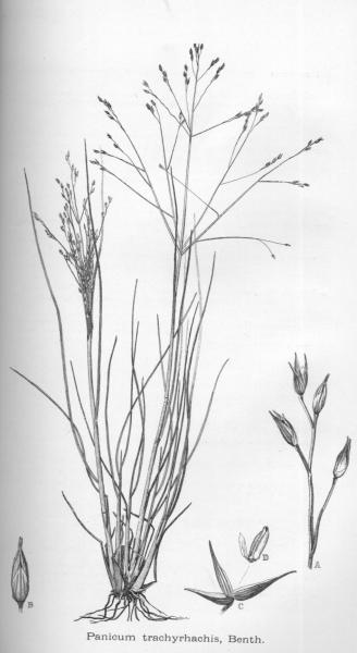 Habit and detail (line drawing) Maiden