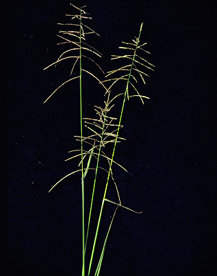 Inflorescence (photo) © E.Anderson