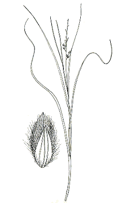 Inflorescence and spikelet (line drawing) © Australian Biological Resources Study drawing by Enid Mayfield