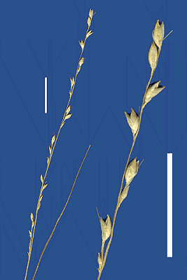 Inflorescence and detail of inflorescence (scanned specimen) © Queensland Herbarium by Will Smith