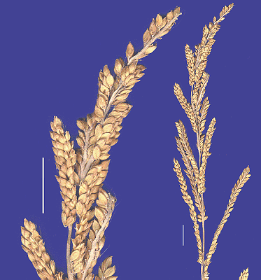 Inflorescence and detail of inflorescence (scanned specimen) © Queensland Herbarium by Will Smith