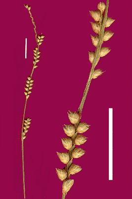 Inflorescence and detail of inflorescence (scanned specimen) © Queensland Herbarium by Will Smith