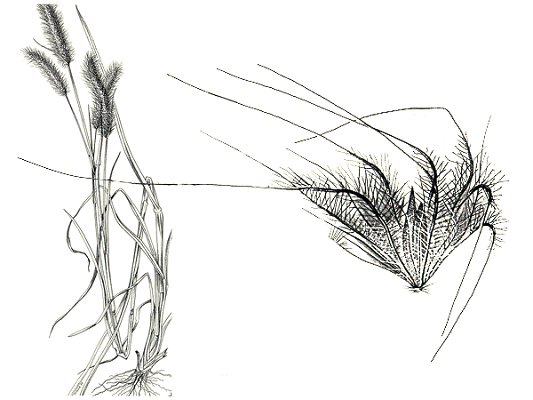 Inflorescence and spikelet (line drawing) © Australian Biological Resources Study drawing by Mali Moir