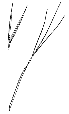 Spikelet (line drawing) © Simon 1992 by Will Smith