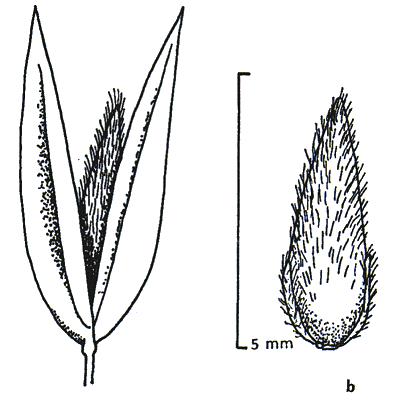 Spikelet and lemma (line drawing) © Wheeler et al. 1990