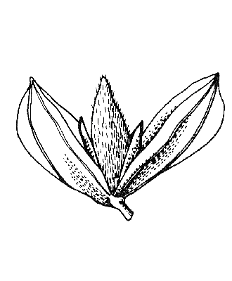 Showing +/- equal sterile lemmas (line drawing) © Stanley and Ross 1989