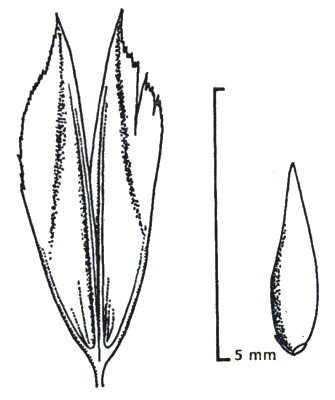 Spikelet and lemma (line drawing) © Wheeler et al. 1990