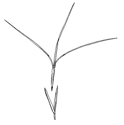 Spikelet (line drawing) © Simon 1992 by Will Smith